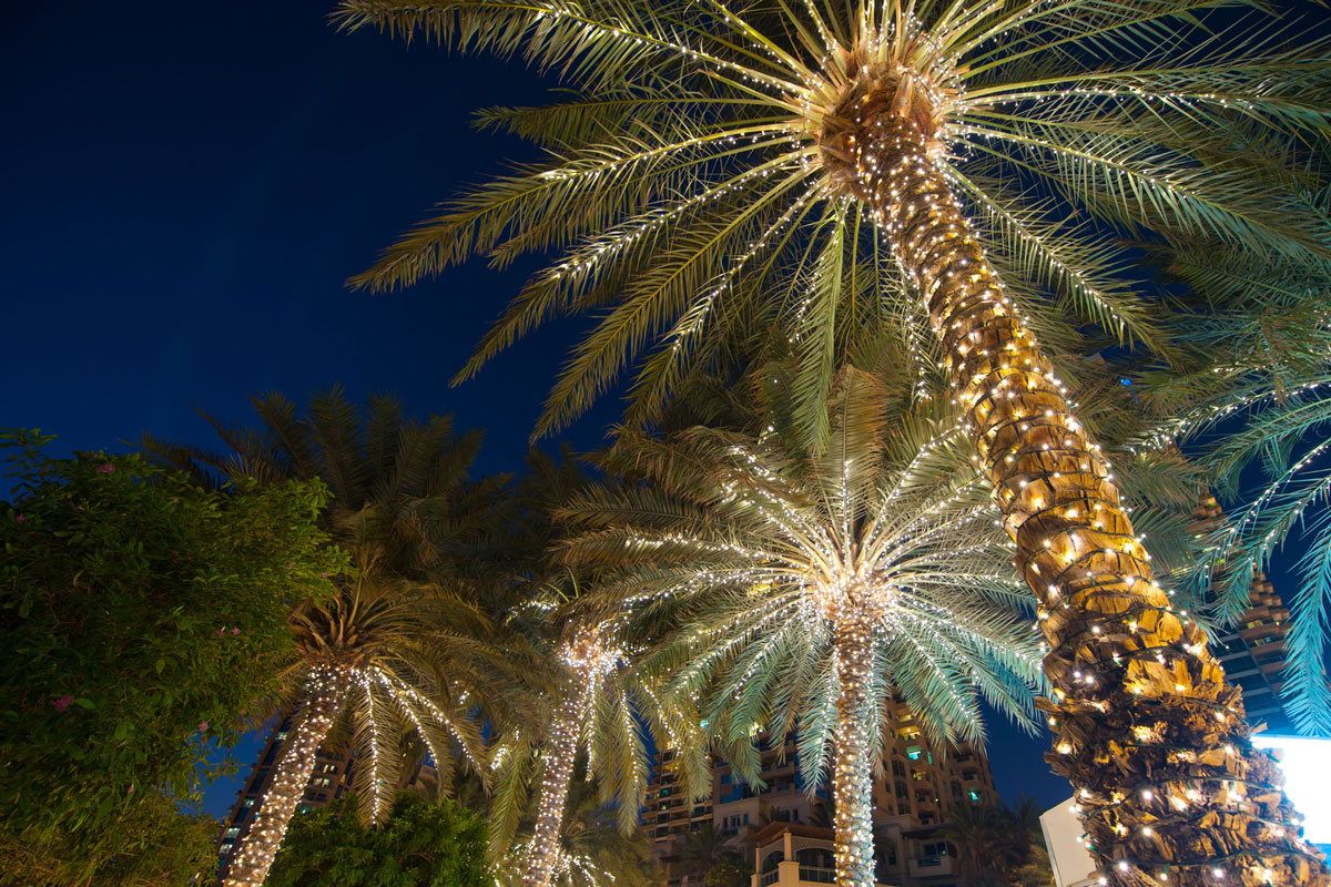 Homes Near Walt Disney World - a Palm Tree Decorated for the Holidays